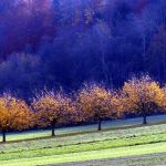 41_Kirschbaeume_Herbst